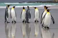 Koningspingu&iuml;ns op de Falklandeilanden