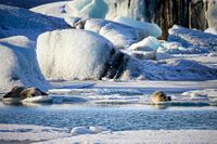 Zeehonden op het ijs
